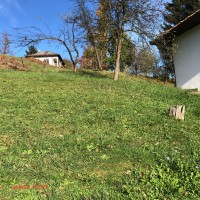image_50459393